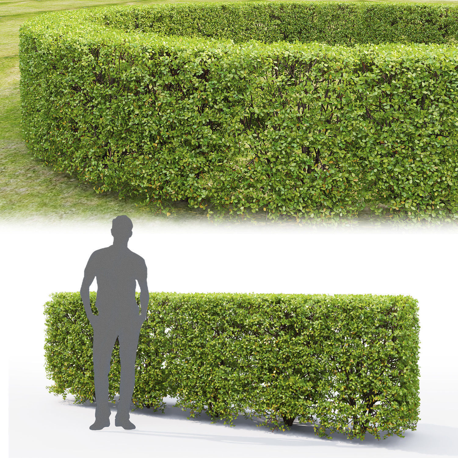 Spiraea hedge 03 3D model_1