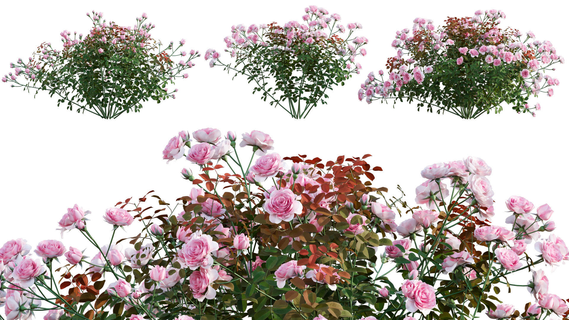 Rose garden-Bundle 08 3D model_24