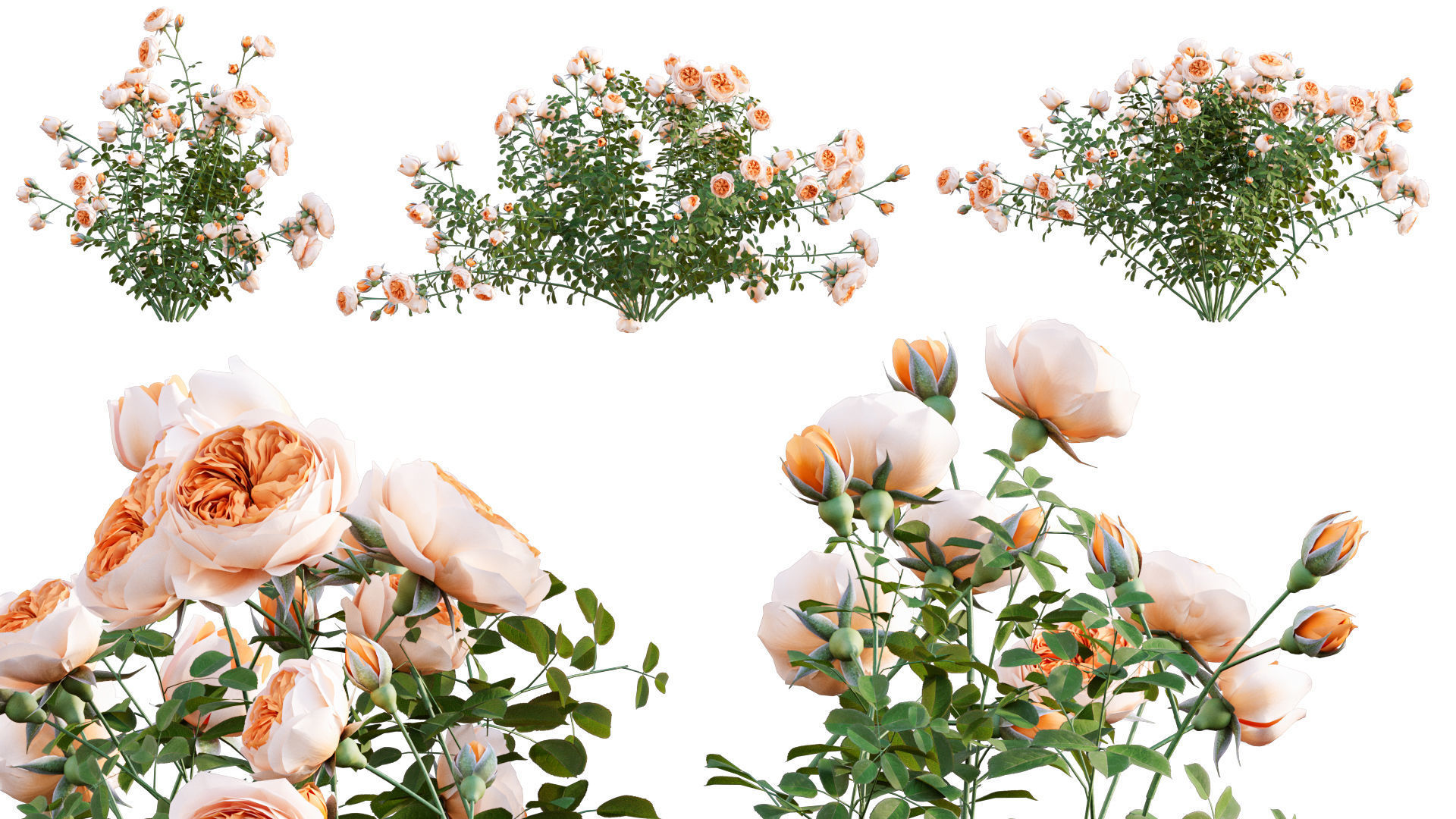 Rose garden-Bundle 08 3D model_19