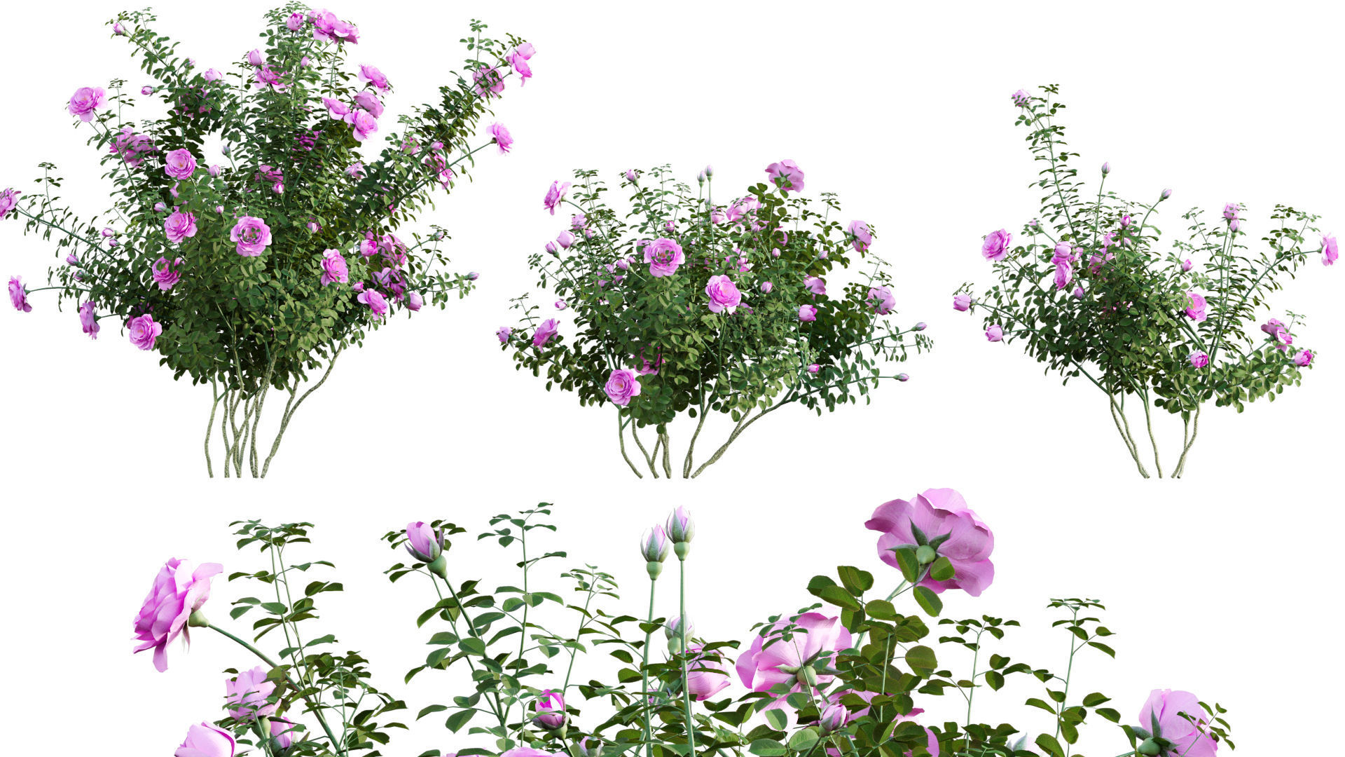 Rose garden-Bundle 08 3D model_18