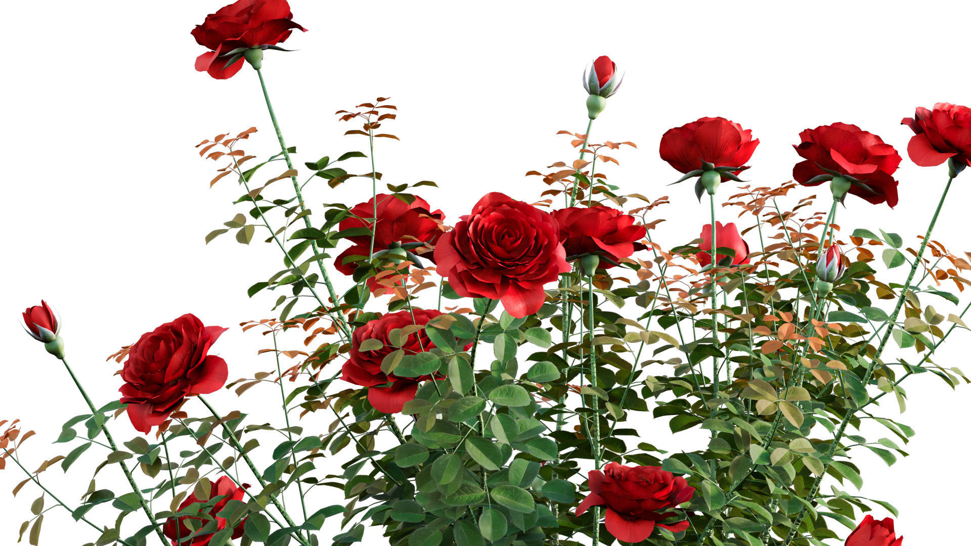 Rose garden-Bundle 08 3D model_22