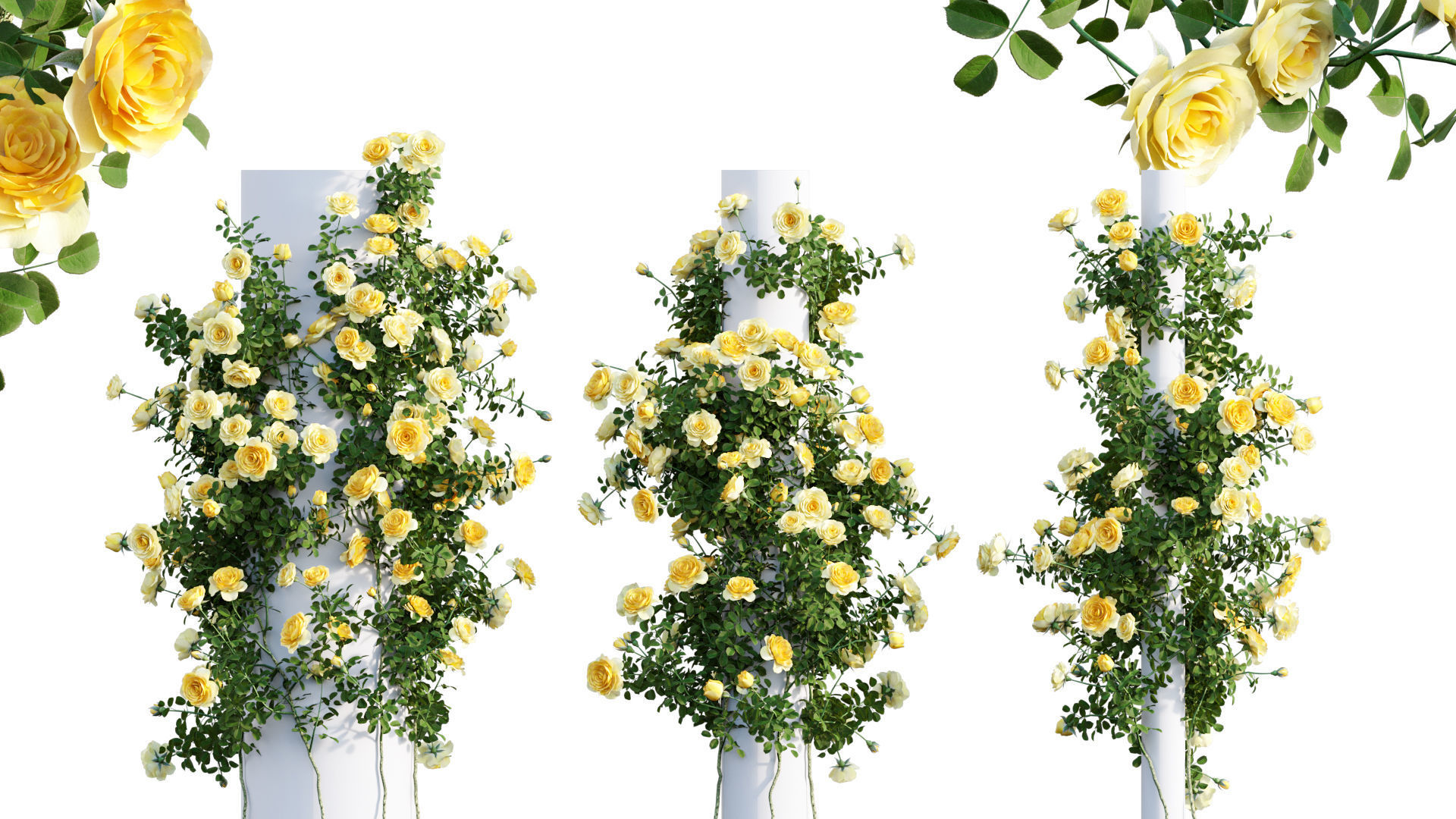 Rose garden-Bundle 08 3D model_21