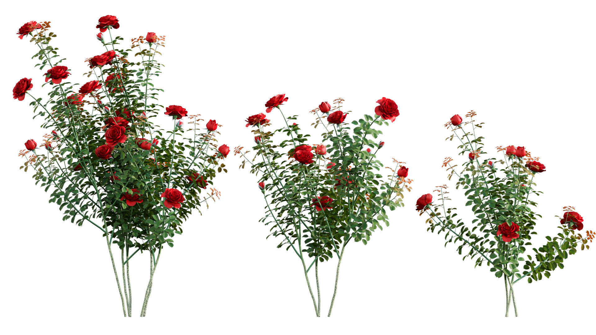 Rose garden-Bundle 08 3D model_8