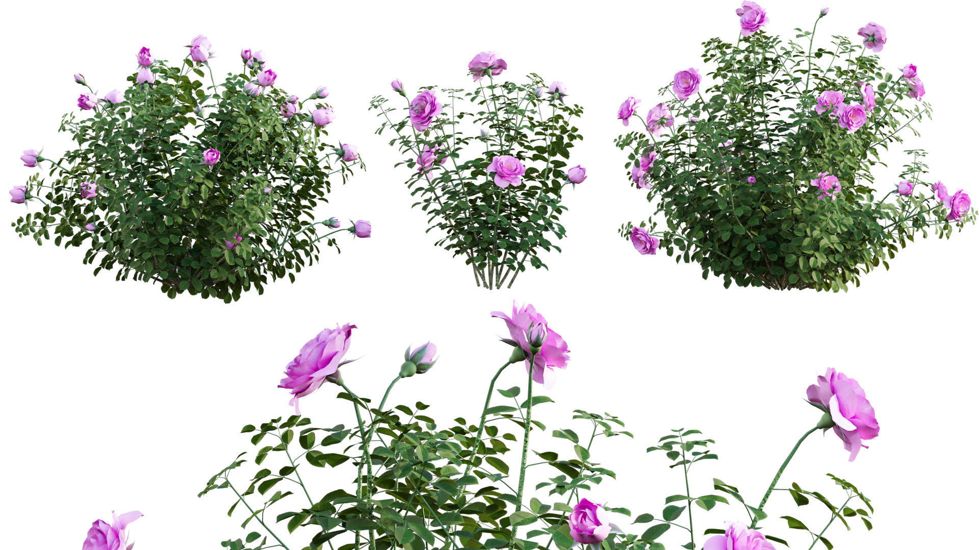 Rose garden-Bundle 08 3D model_16