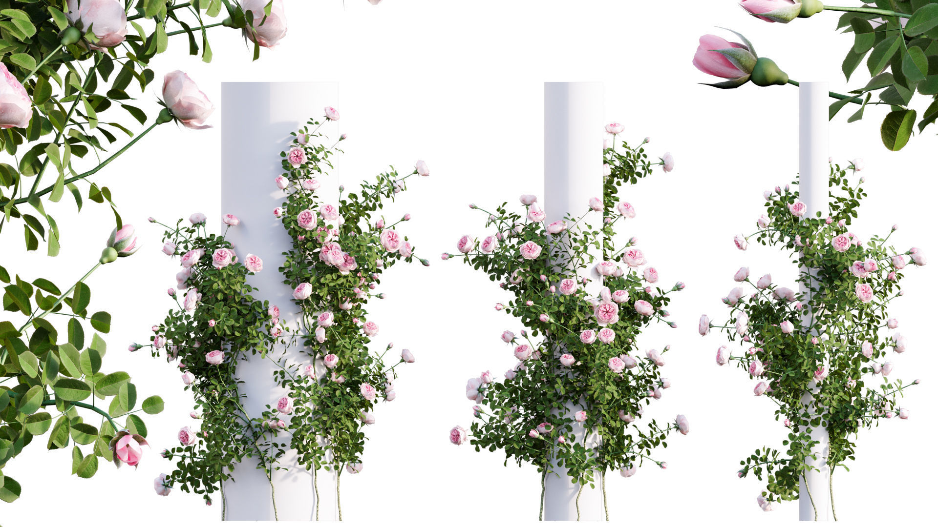 Rose garden-Bundle 08 3D model_17