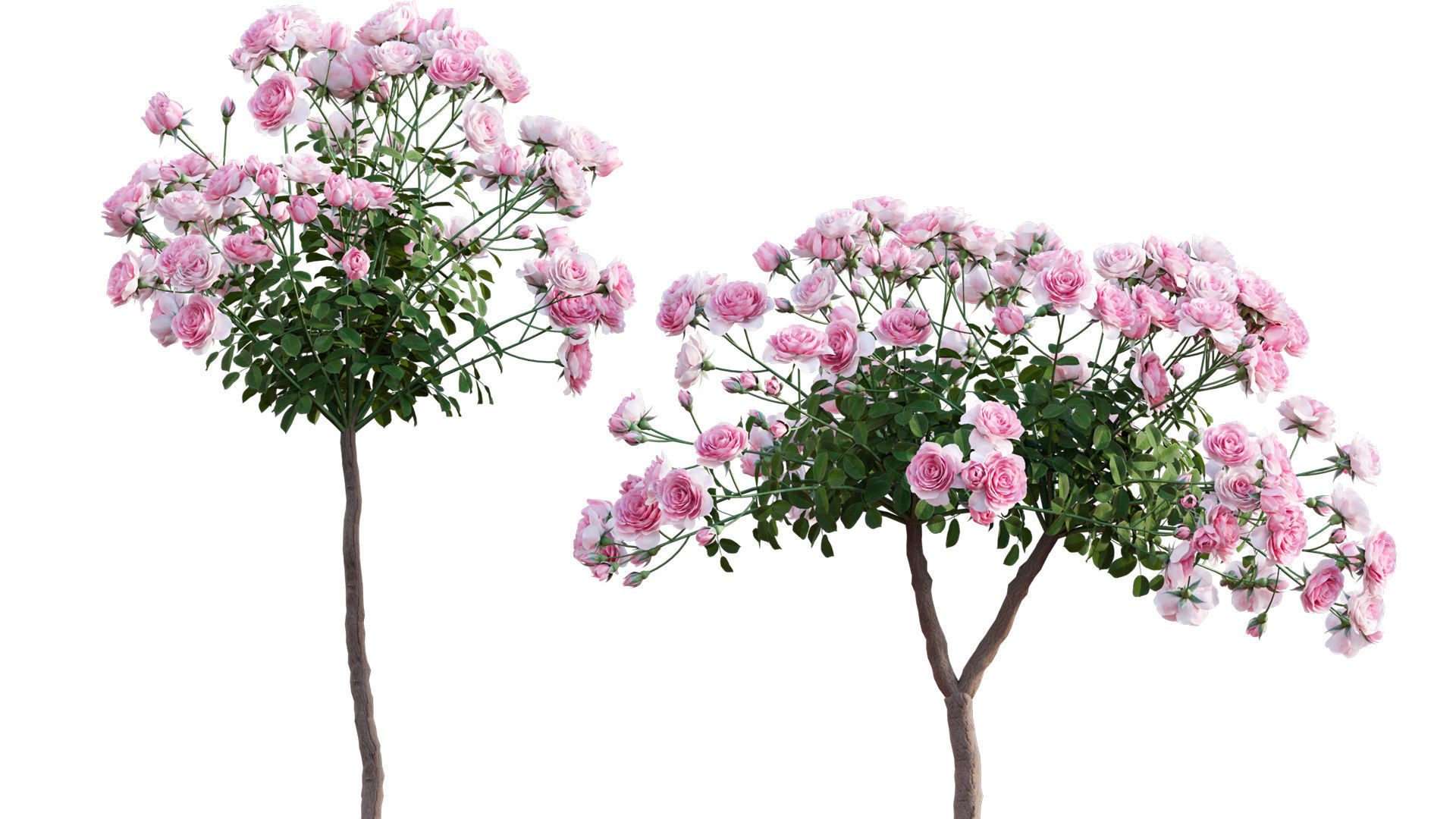 Rose garden-Bundle 08 3D model_6