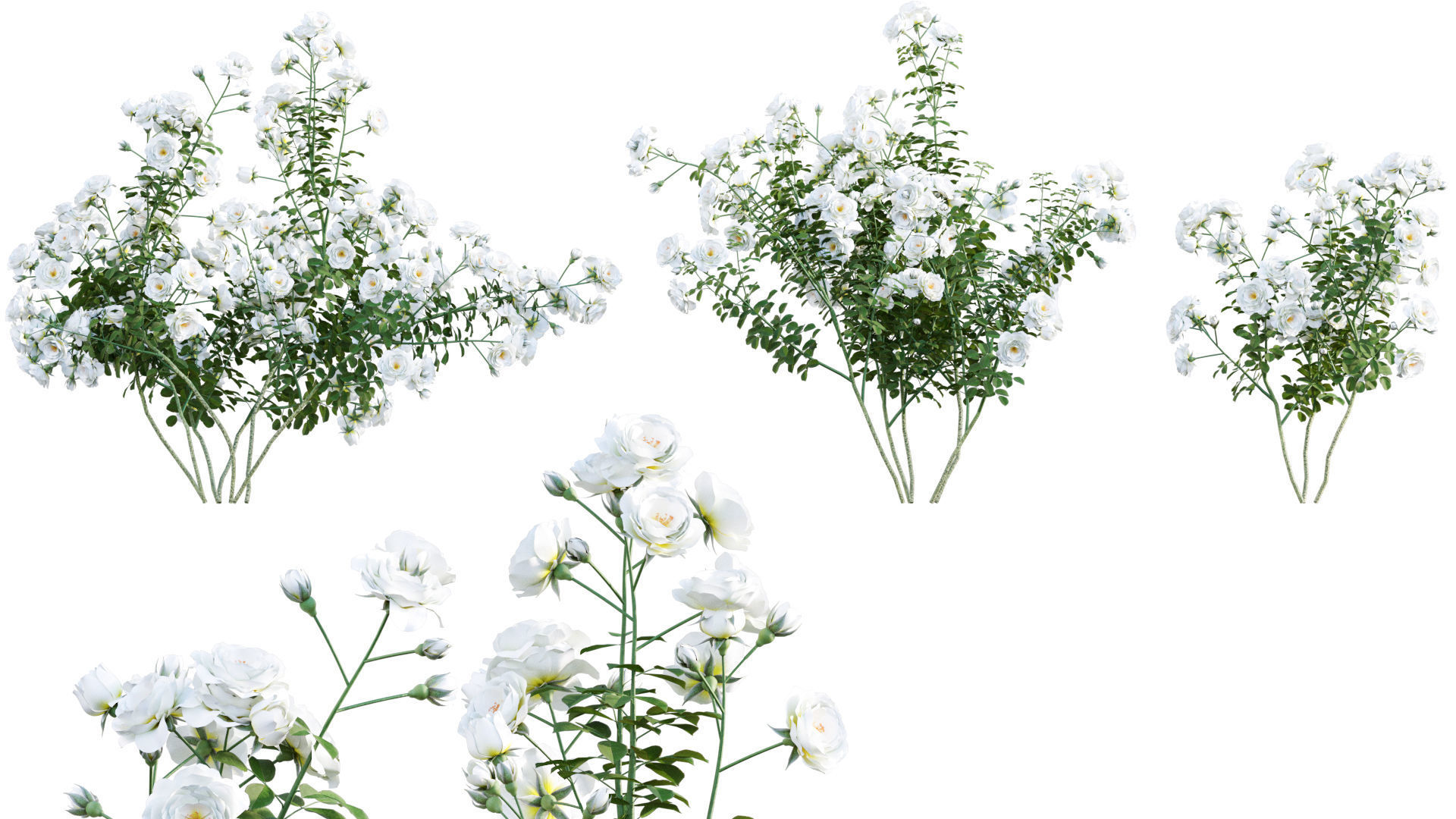 Rose garden-Bundle 08 3D model_7