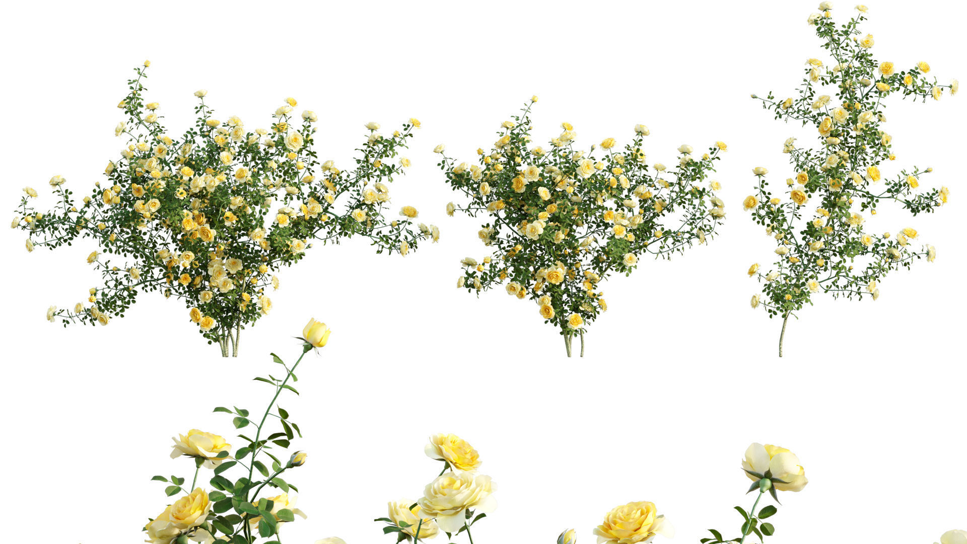 Rose garden-Bundle 08 3D model_12