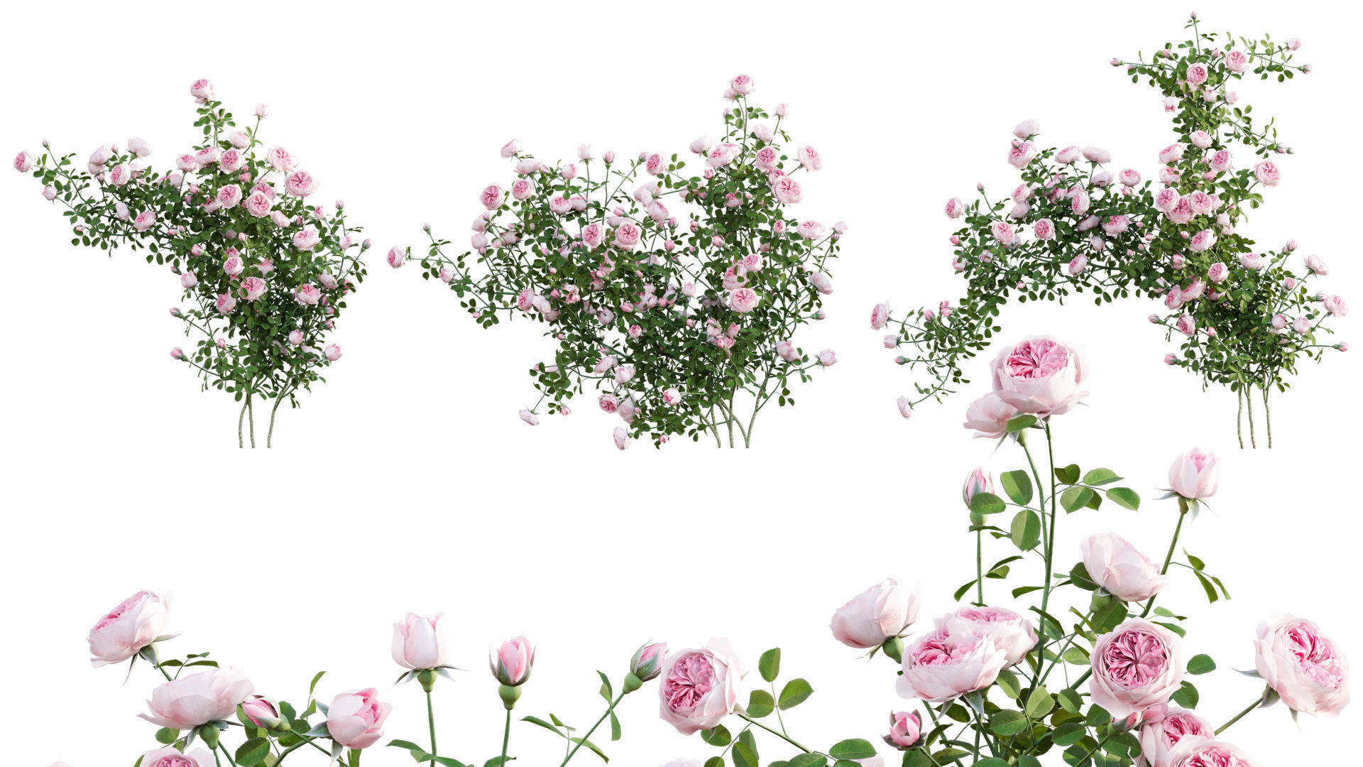 Rose garden-Bundle 08 3D model_10