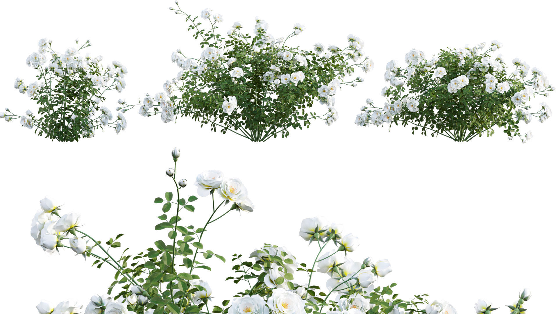 Rose garden-Bundle 08 3D model_11