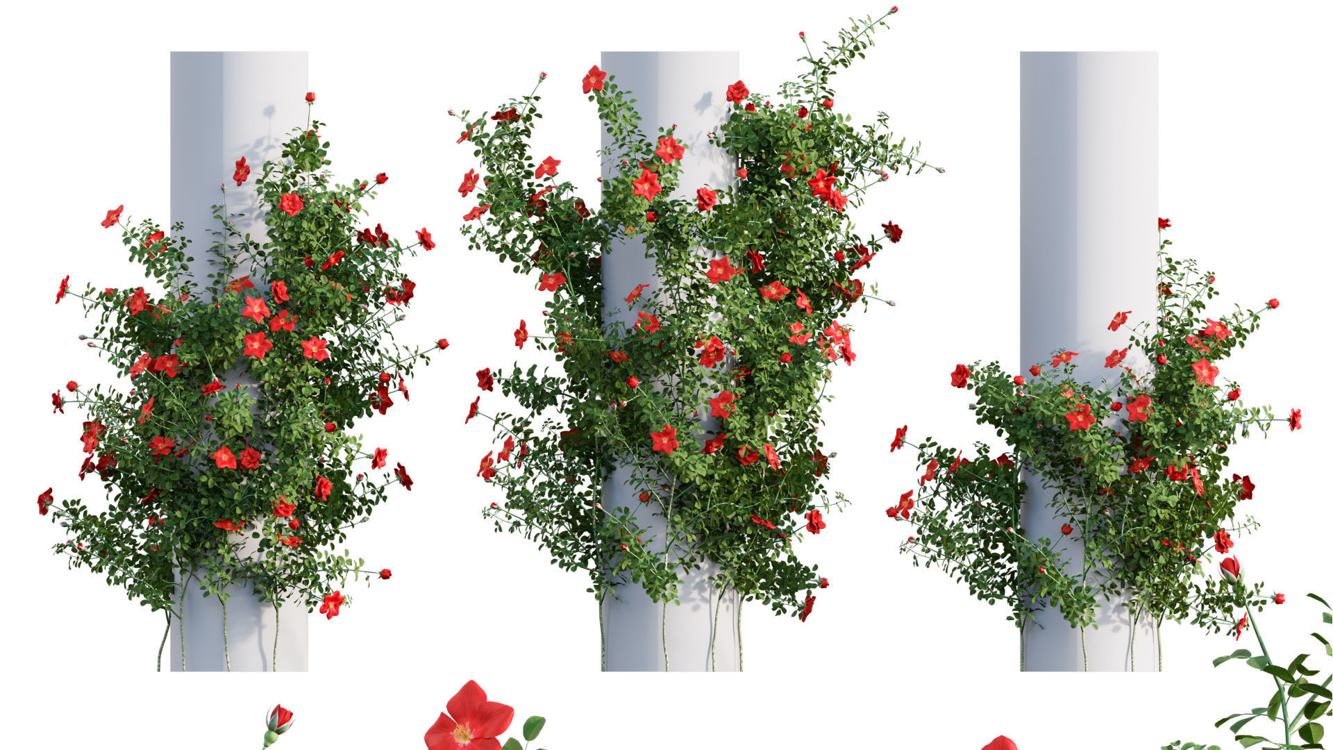 Rose garden-Bundle 08 3D model_15