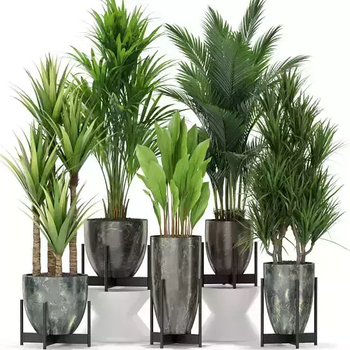 Plants collection 381