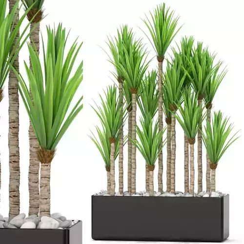 Plants collection 383