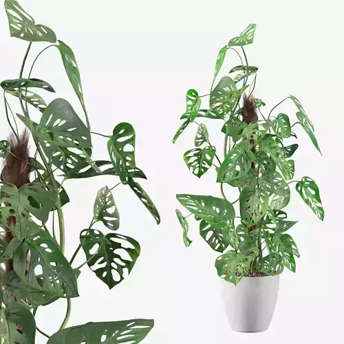 Monstera monkey mask 3D model
