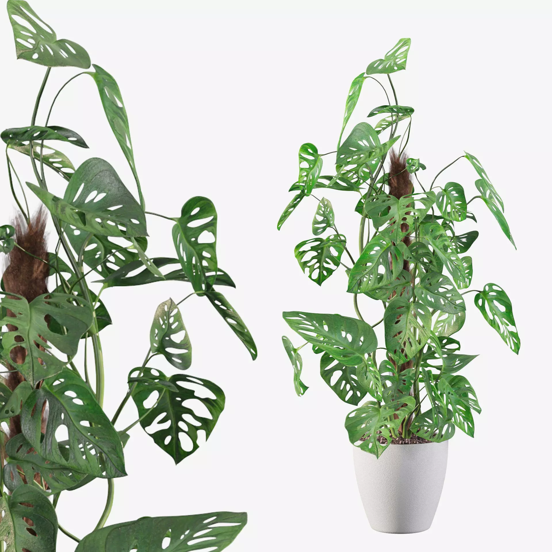 Monstera monkey mask 3D model_0