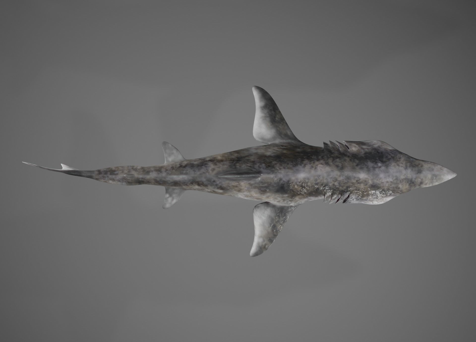 Lowpoly Sharks Collection shark _5