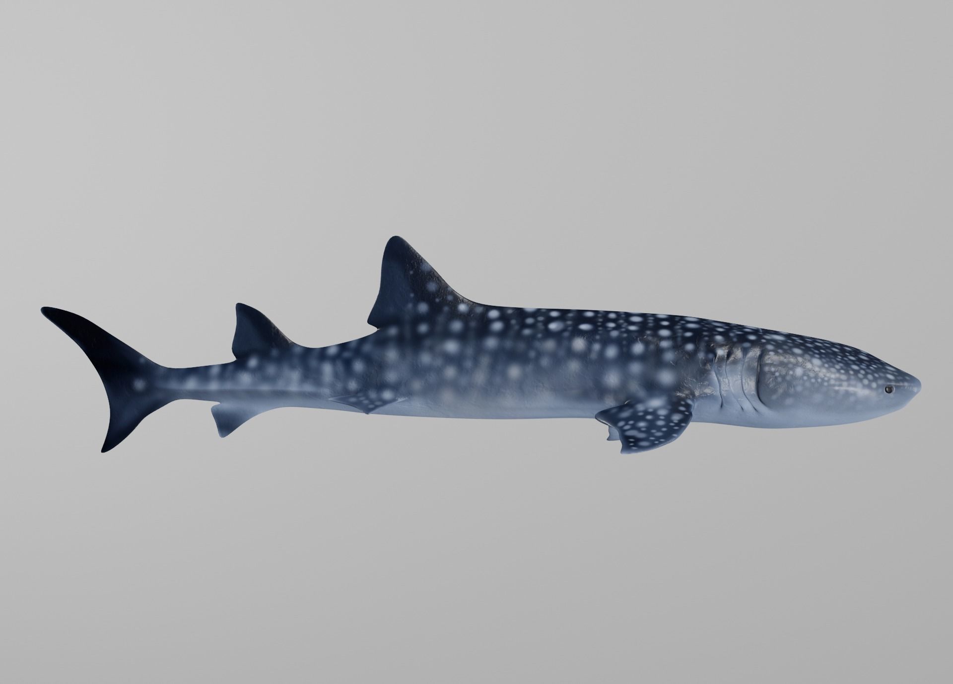 Lowpoly Sharks Collection shark _12