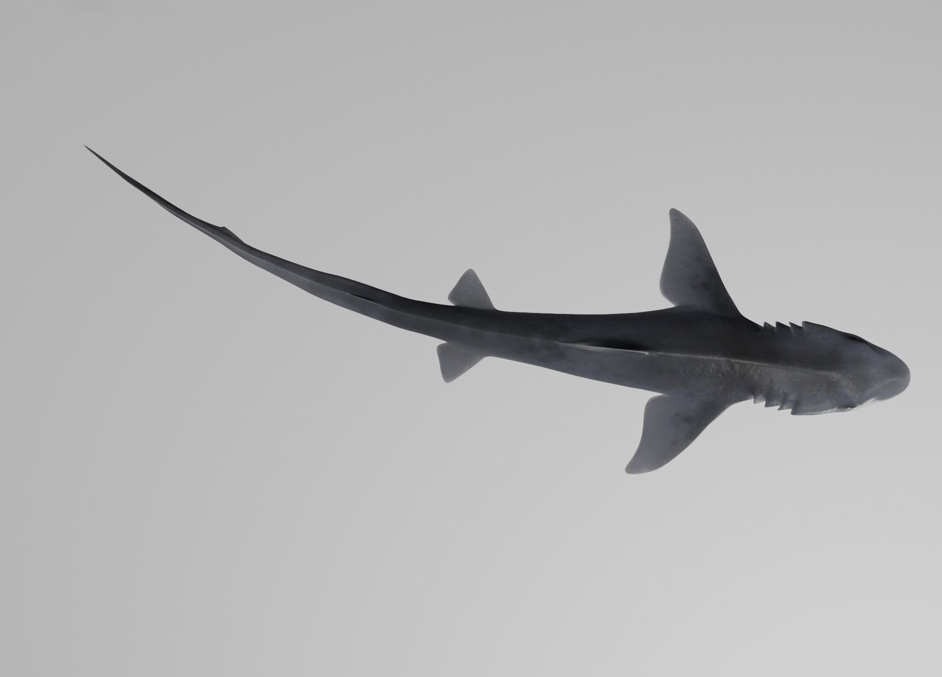 Lowpoly Sharks Collection shark _15