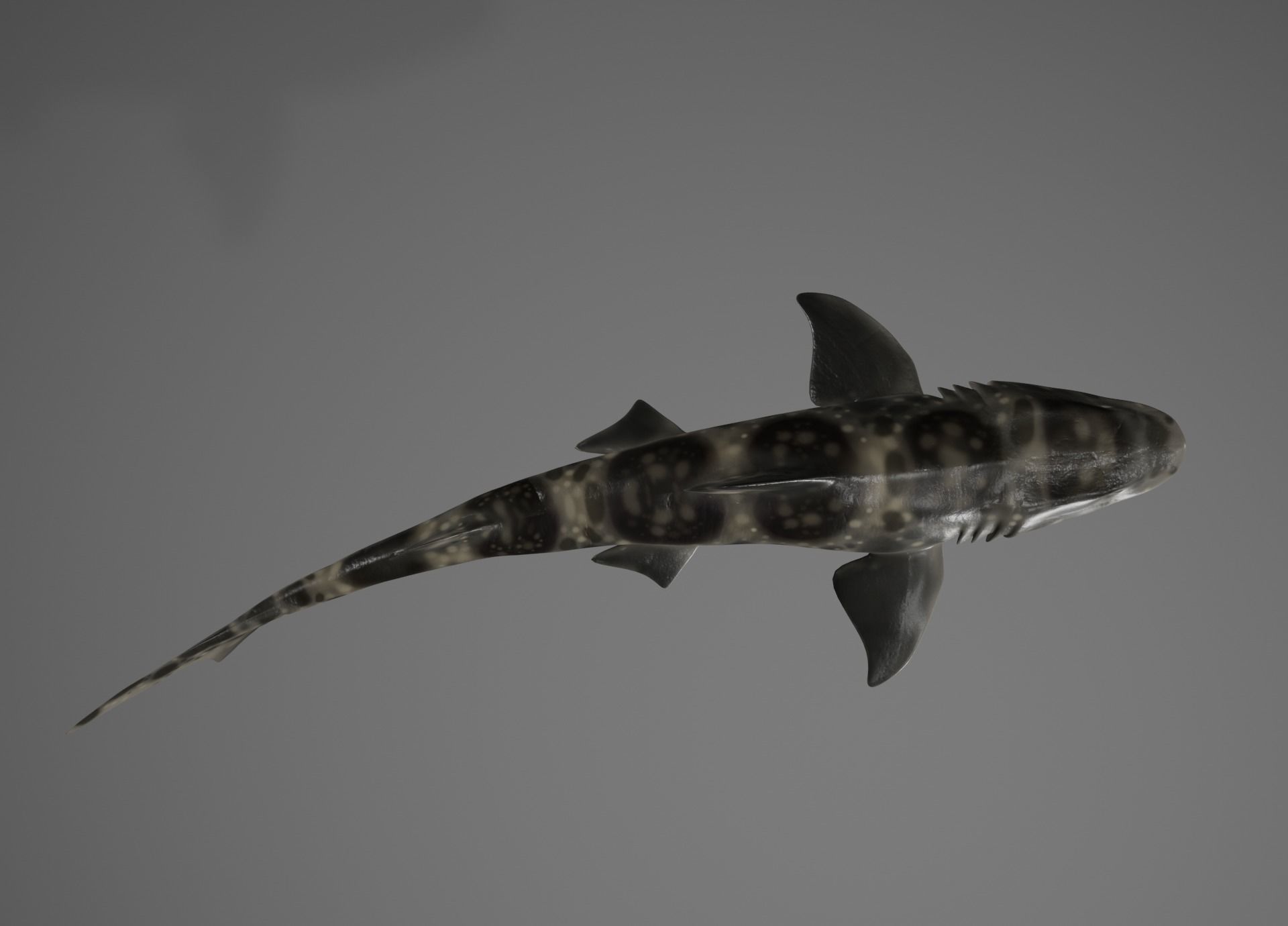 Lowpoly Sharks Collection shark _20