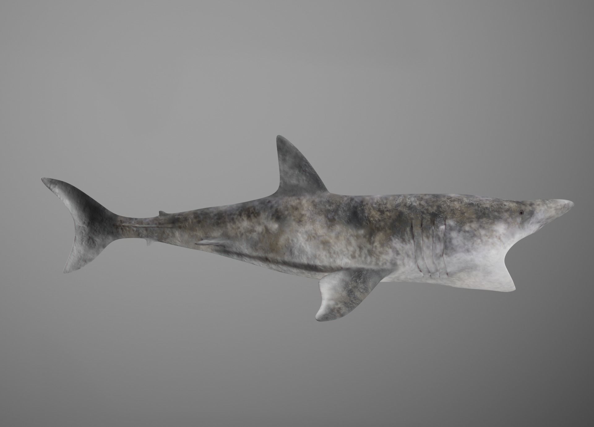 Lowpoly Sharks Collection shark _7