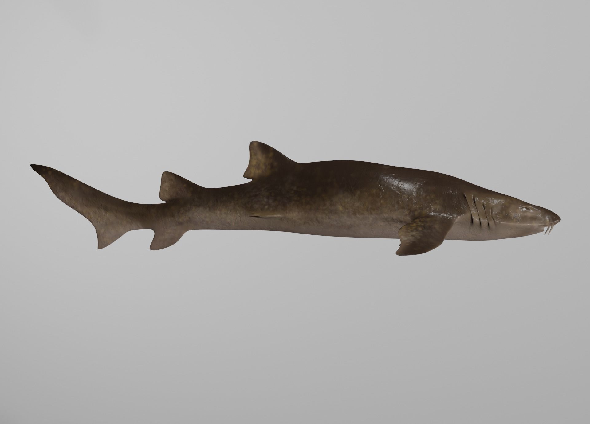 Lowpoly Sharks Collection shark _26