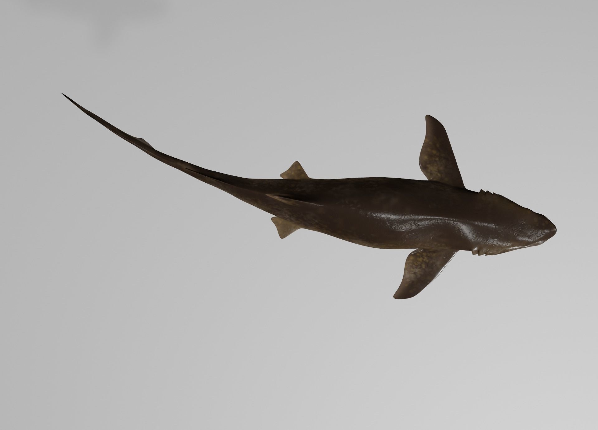 Lowpoly Sharks Collection shark _24