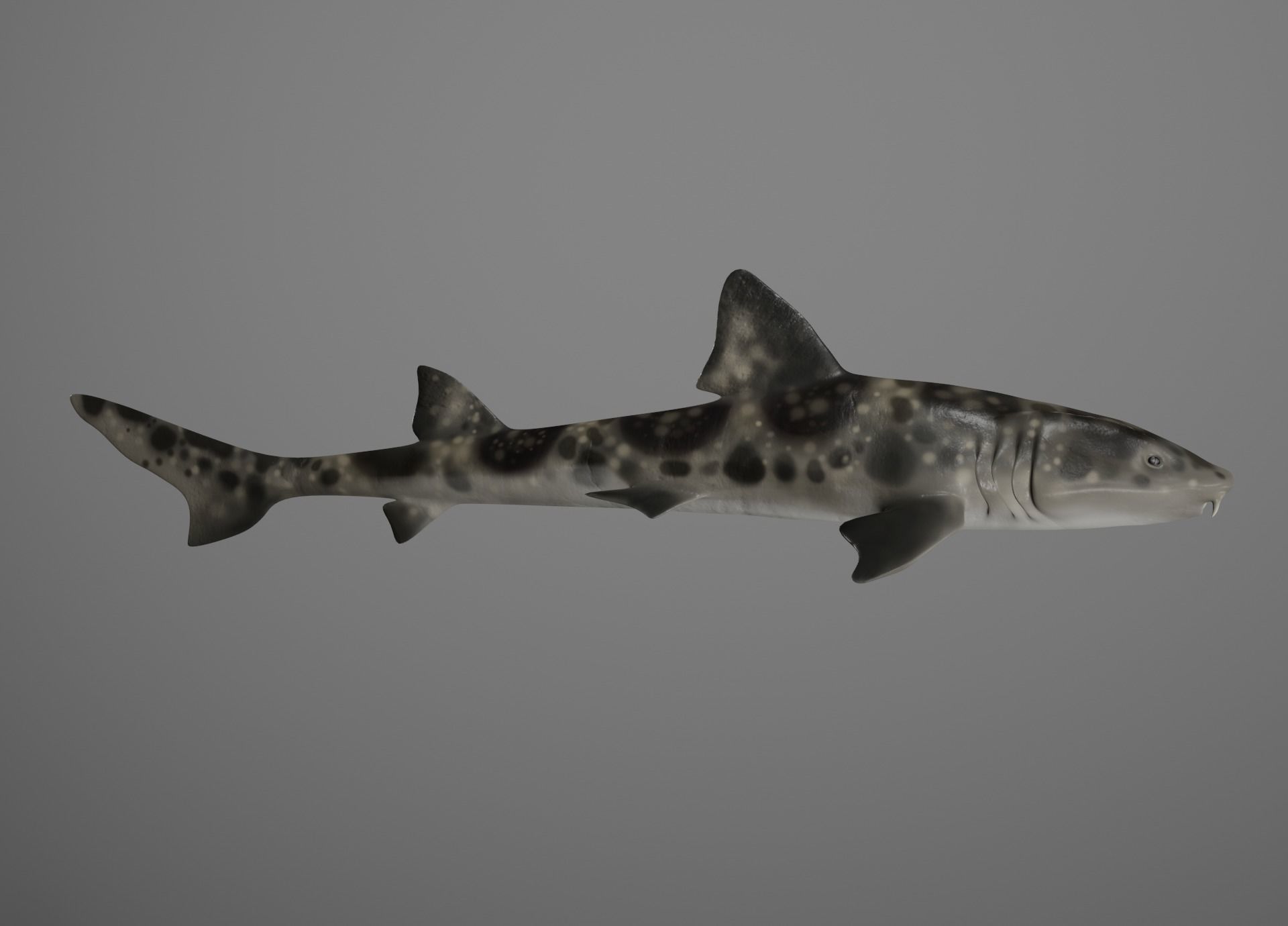 Lowpoly Sharks Collection shark _22
