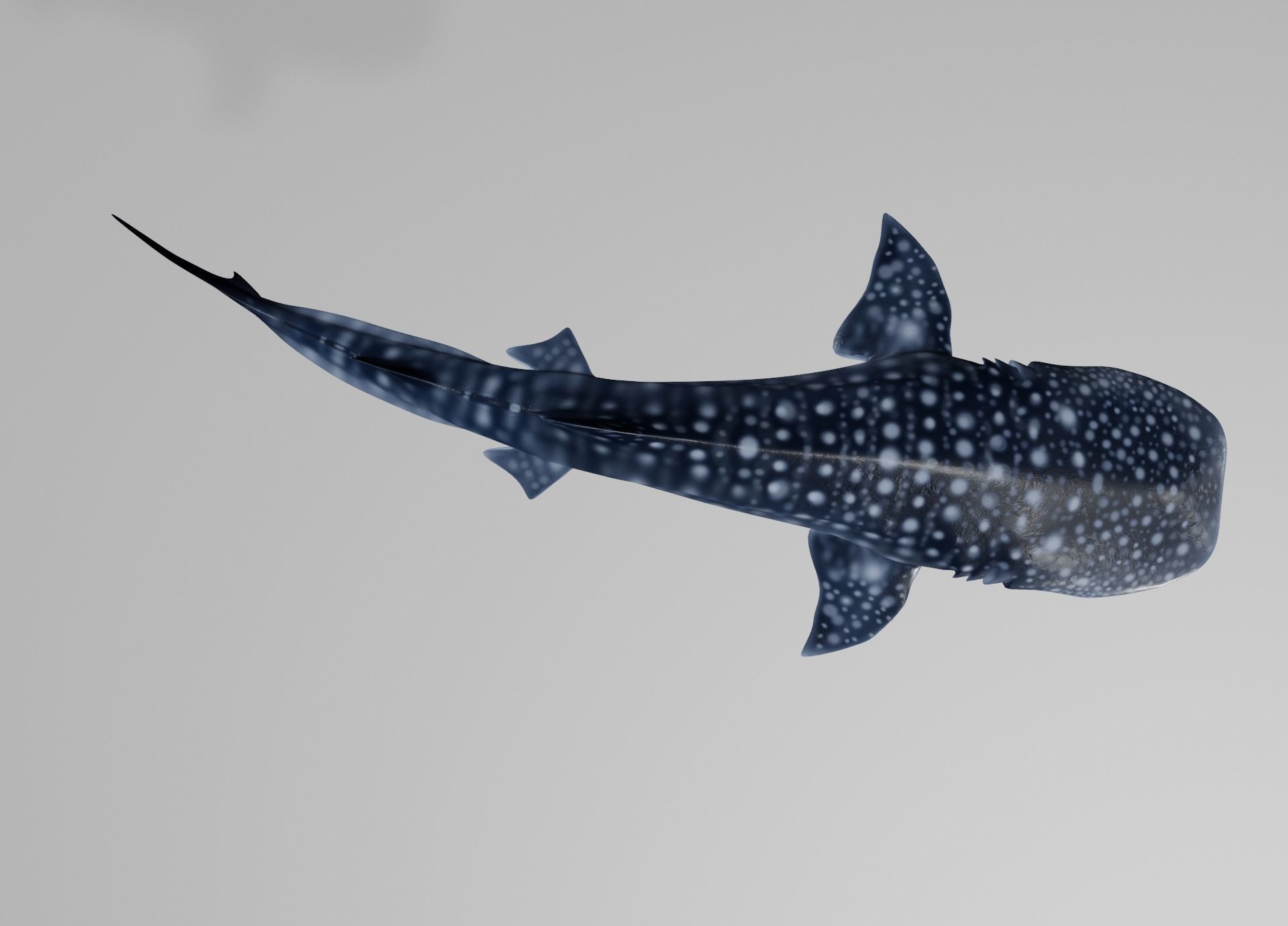 Lowpoly Sharks Collection shark _10