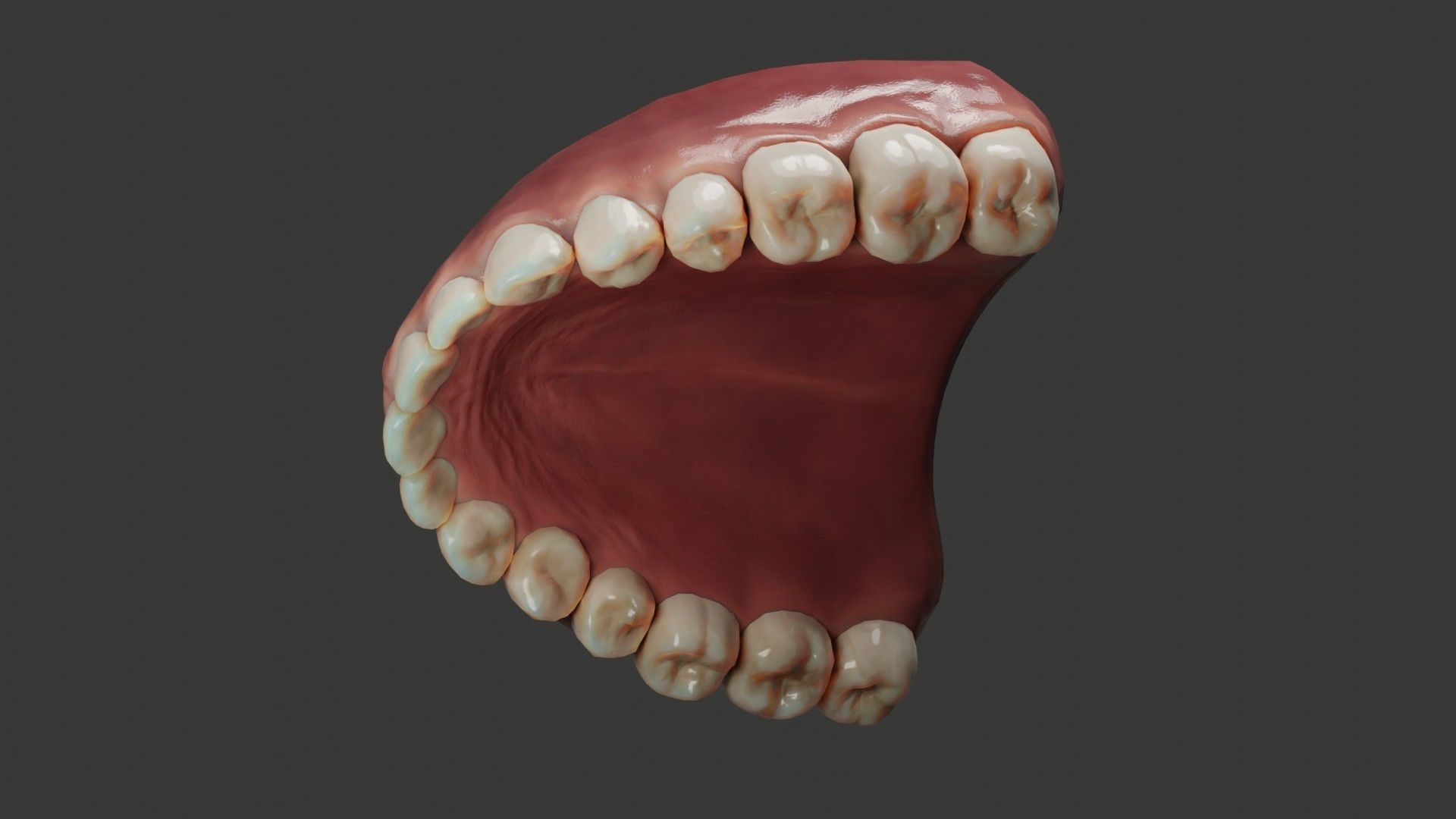 Human Teeth Rigged Low-poly 3D model_4