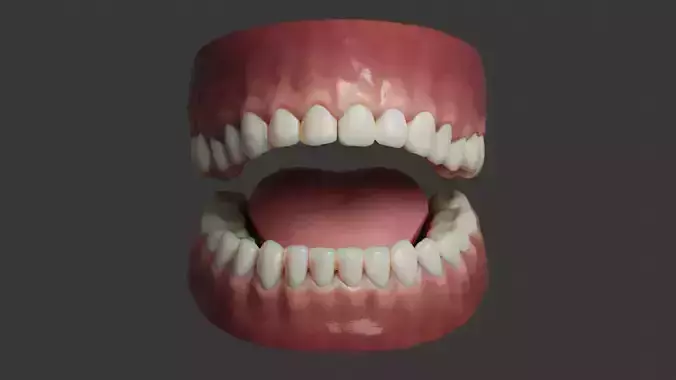 Human Teeth Rigged Low-poly 3D model