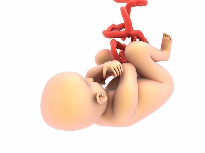  Baby in Womb Anatomy 3D model