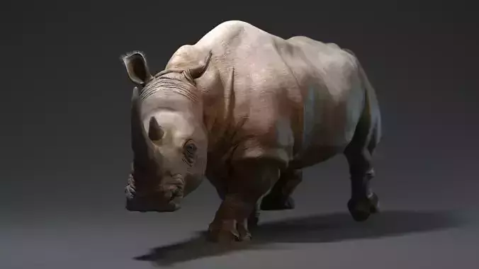 Rhino