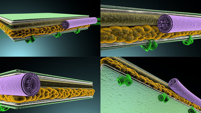 Cross section of leaf Low-poly 3D model