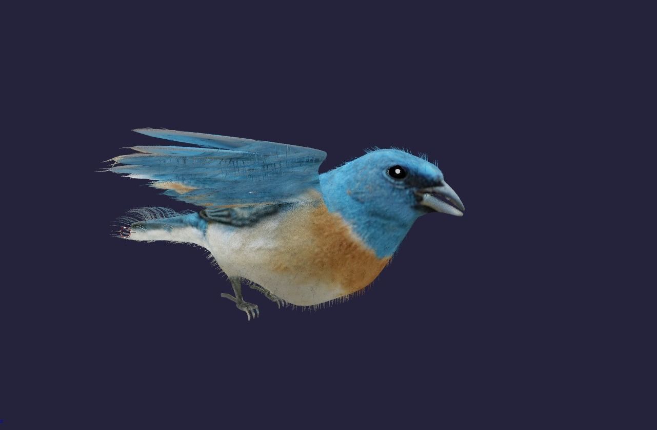 Utah Bird Low-poly 3D model_7