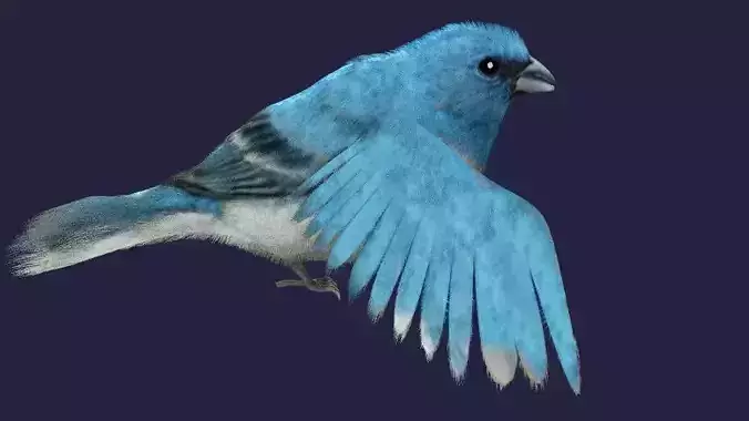 Utah Bird Low-poly 3D model