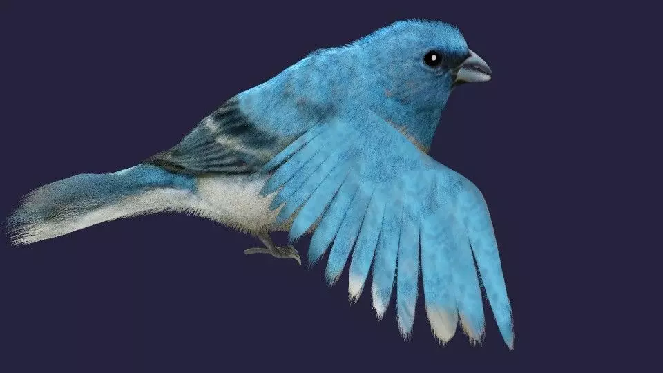 Utah Bird Low-poly 3D model_0