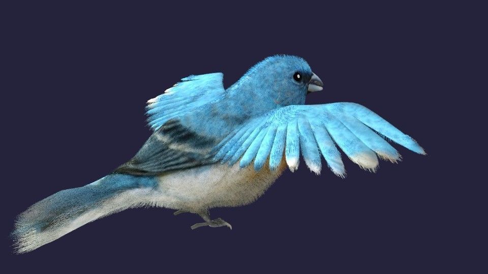 Utah Bird Low-poly 3D model_6
