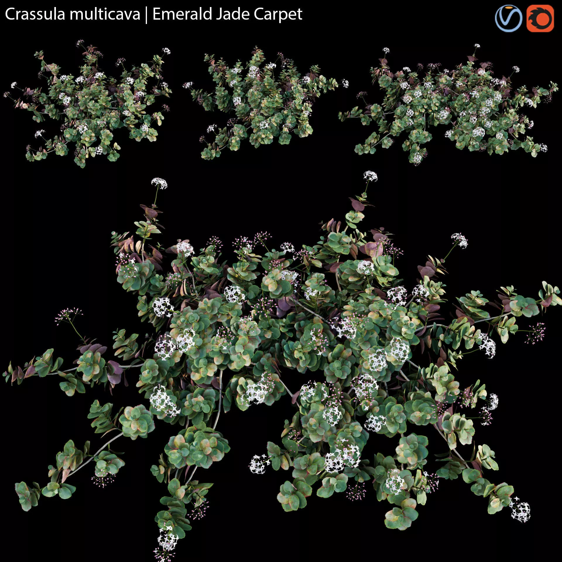 Crassula multicava - Emerald Jade Carpet - 01 3D model_0