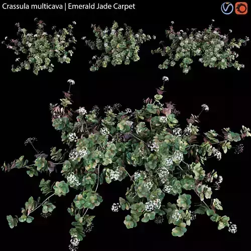 Crassula multicava - Emerald Jade Carpet - 01 3D model