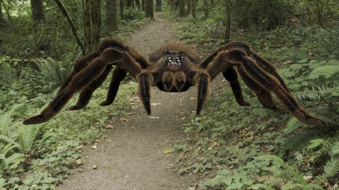 Tarantula Spider 3D model_5