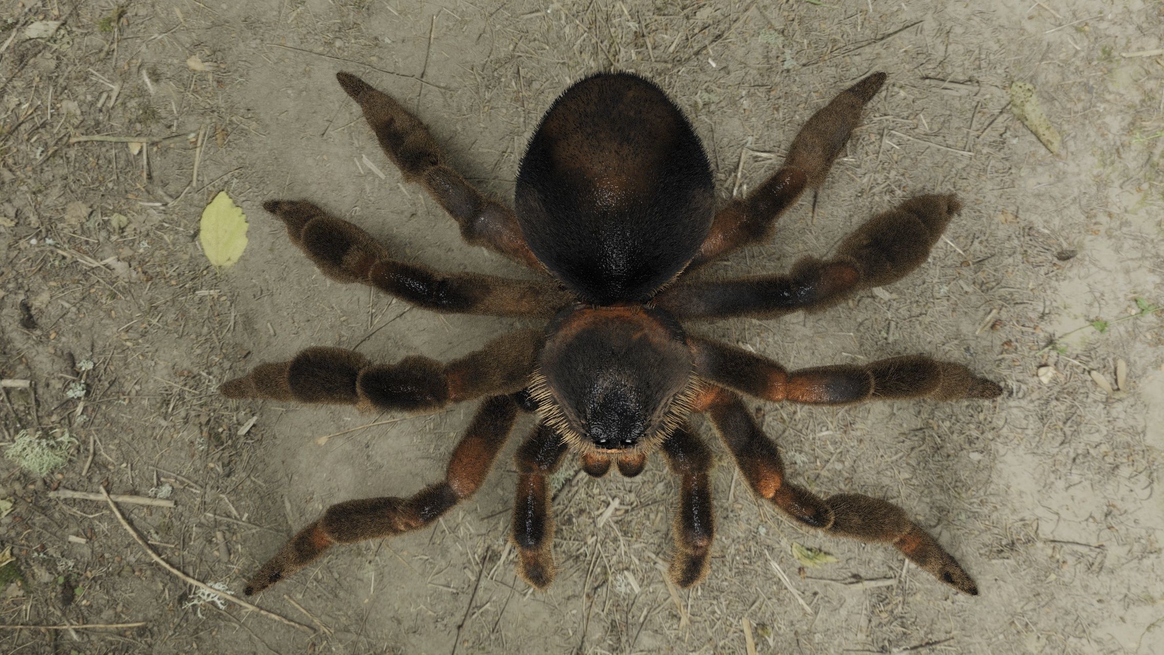 Tarantula Spider 3D model_2
