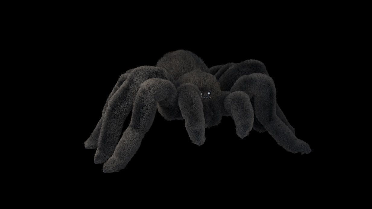 Tarantula Spider 3D model_4