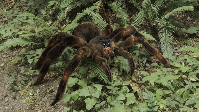 Tarantula Spider 3D model