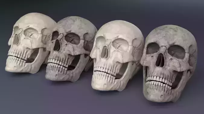 Human Skull 3D model