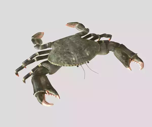 Crabs crab