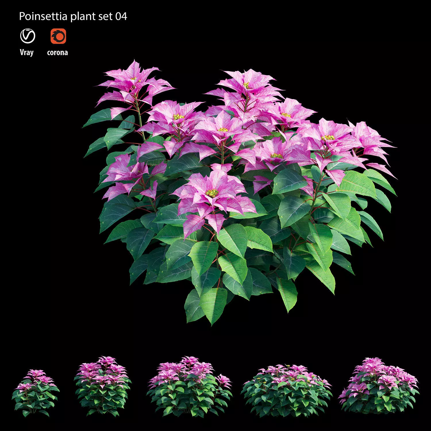 Poinsettia plant 04 3D model