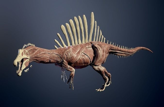 Spinosaurus skeleton Low-poly 3D model