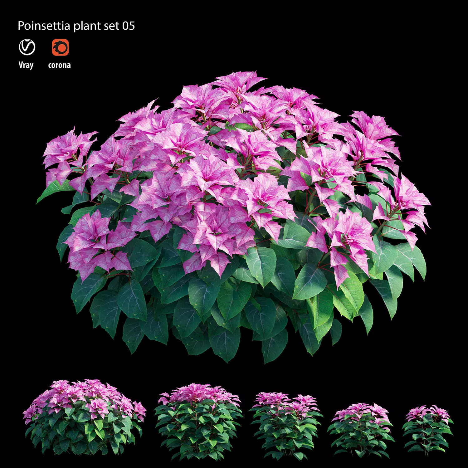 Poinsettia plant 05 3D model