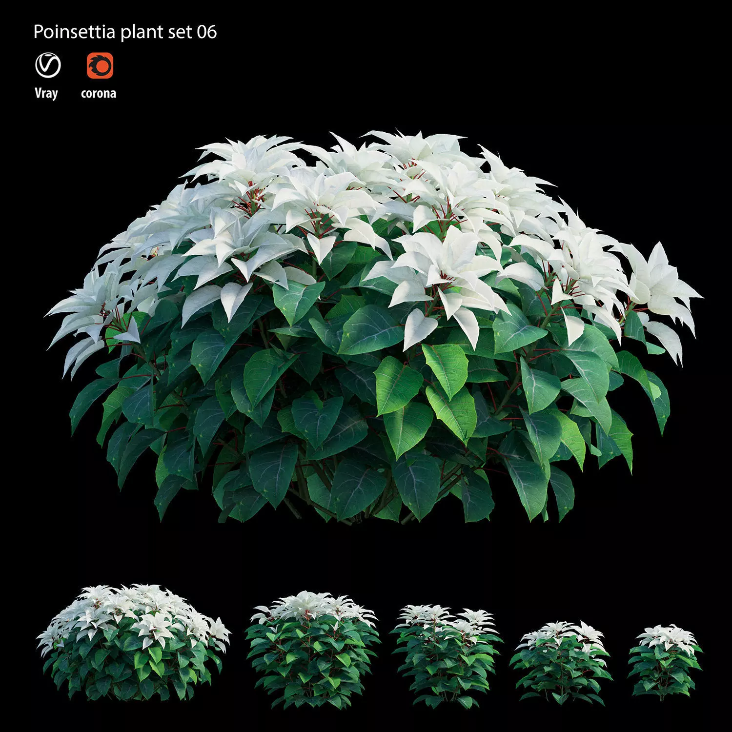 Poinsettia plant 06 3D model