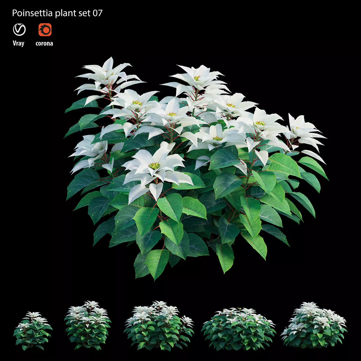 Poinsettia plant 07 3D model